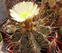 Astrophytum ornatum.jpg