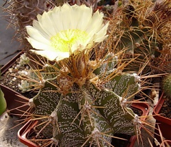 Astrophytum ornatum