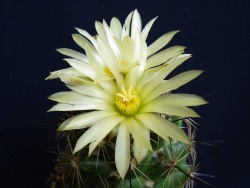 Coryphantha gladiispina