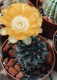 ACANTHOCALYCIUM glaucum