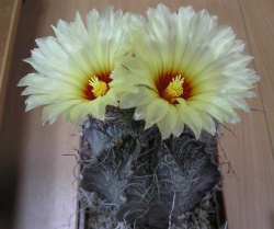 Astrophytum capricorne