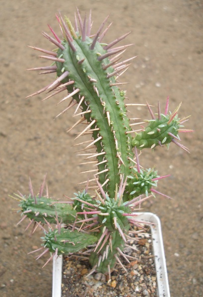 Файл:Euphorbia mammillaris 1.jpg