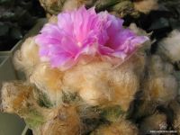 Ariocarpus lloydii.jpg