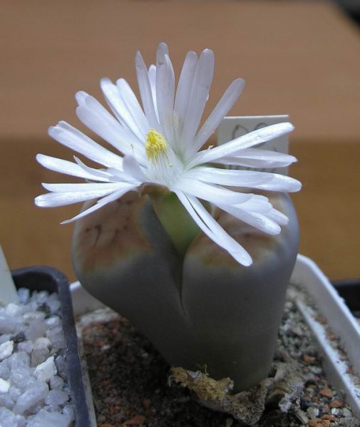 Файл:Lithops karasmontana giant2.jpg
