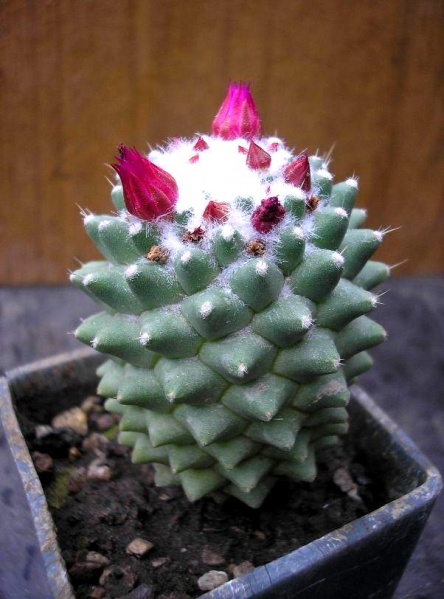Файл:Mammillaria polythele Navajo.jpg