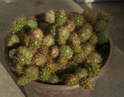 CUMULOPUNTIA sphaerica