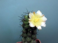 Copiapoa grandiflora