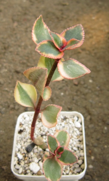Файл:Crassula sarmentosa f. variegata.JPG