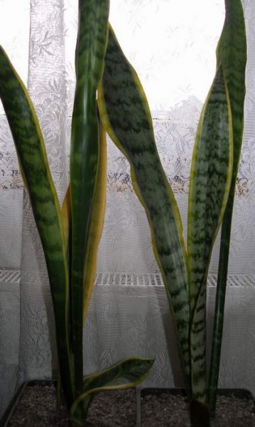 Файл:Sansevieria trifasciata var. laurentii Iv.JPG