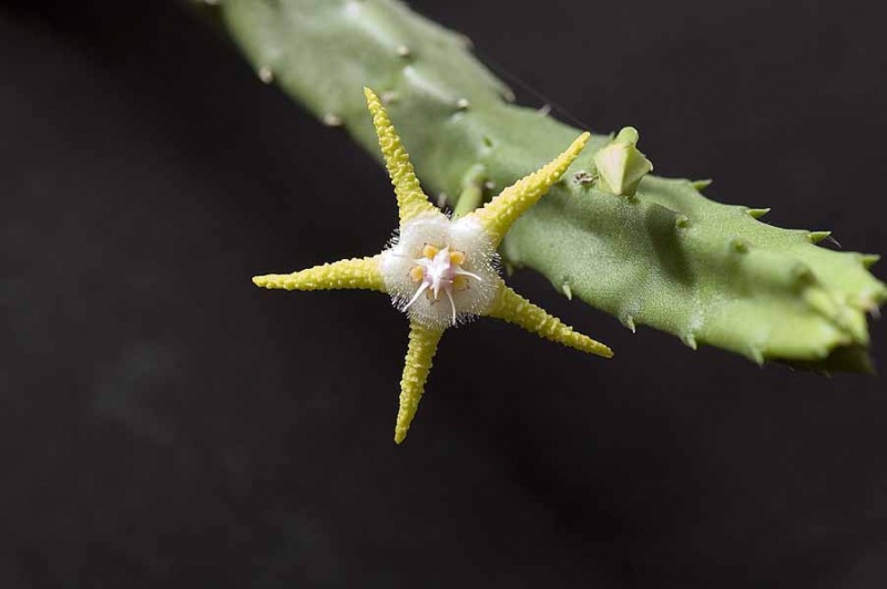 Файл:Stapelia flavopurpurea11.jpg