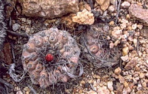 Copiapoa angustiflora -1.jpg