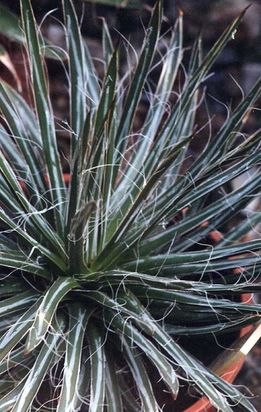 Файл:Agave-toumeyana.jpg