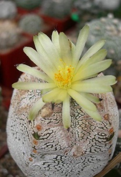 ASTROPHYTUM cv.'Onzuka'