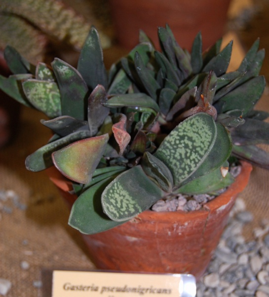Файл:Gasteria pseudonigricans Haw..jpg