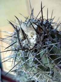 Copiapoa grandiflora