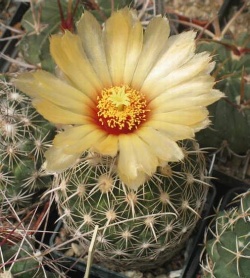 Coryphantha obscura SB 814