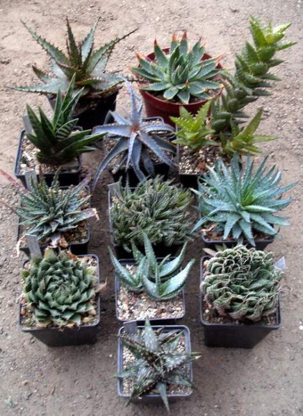 Файл:Aloes Iv.jpg