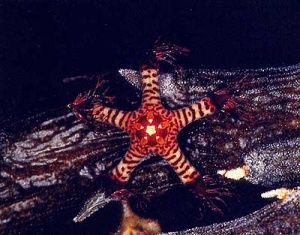 Rhytidocaulon-speckii3.jpg