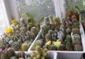 Мініатюра для версії від 07:52, 11 квітня 2012