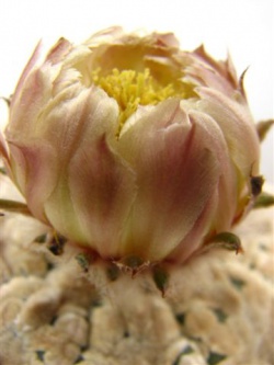 Astrophytum asterias cv. 'Super Kabuto'