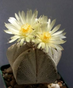 ASTROPHYTUM cv.'Onzuka'