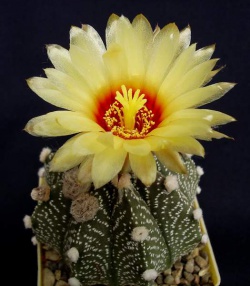 Astrophytum x CAPAS