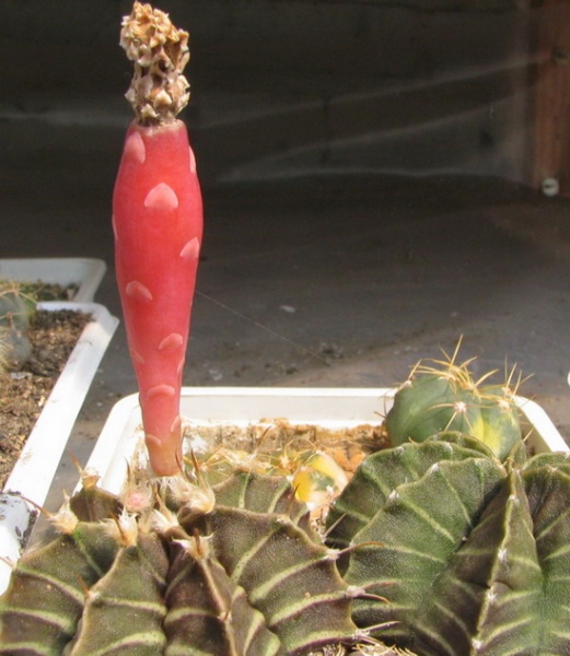 Файл:Gymnocalycium friedrichii2.jpg