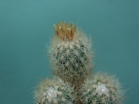 Escobaria roseana.jpg