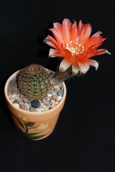 Файл:Lobivia rebutioides Moksa.jpg