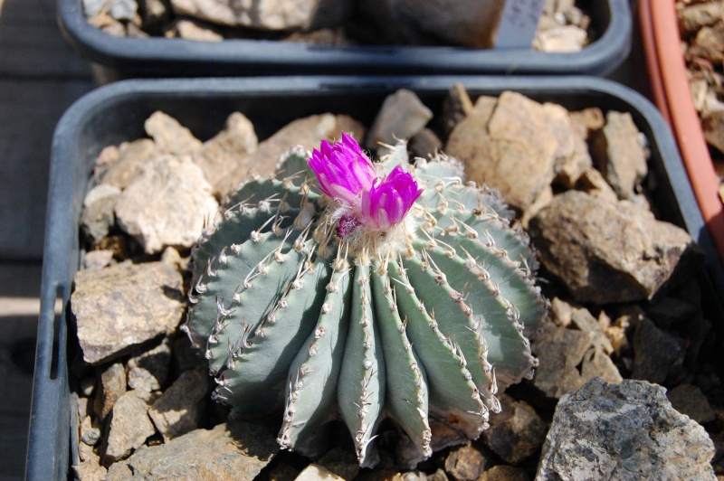 Файл:Geohintonia mexicana.jpg