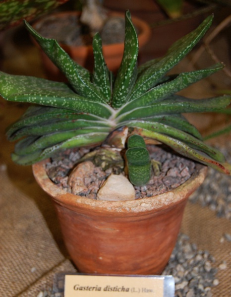 Файл:Gasteria disticha (L.) Haw.jpg