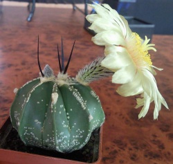 Astrophytum capricorne