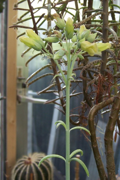 Файл:Kalanchoe beauverdii 1.jpg