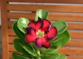 Adenium cv. 'Asian Star'.jpg