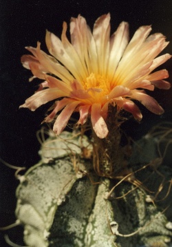 Astrophytum capricorne f. roseiflorus