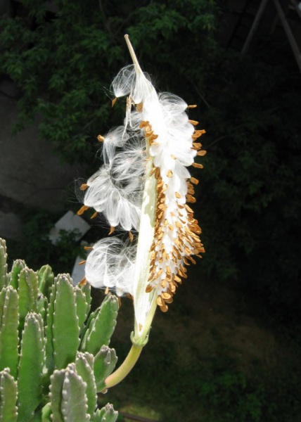 Файл:Stapelia grandiflora.jpg