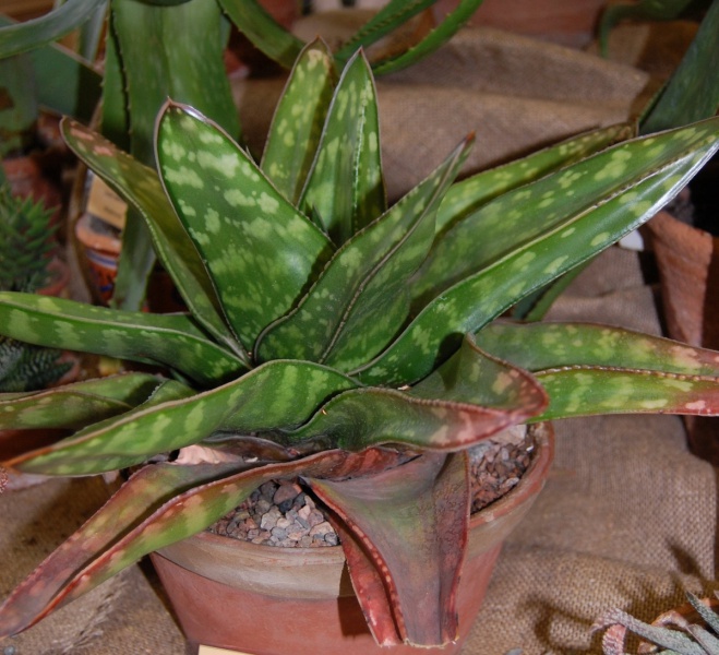 Файл:Gasteria sp.jpg
