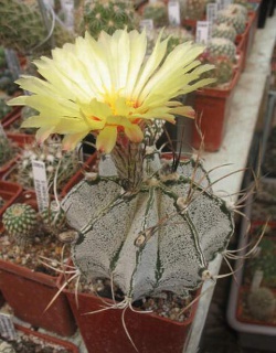 Astrophytum niveum