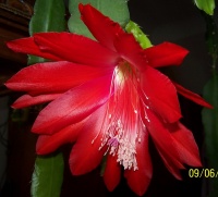 F Epiphyllum hybr..jpg
