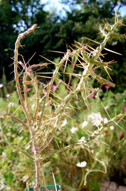 CYLINDROPUNTIA rosarica