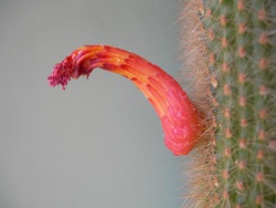 CLEISTOCACTUS flavispinus