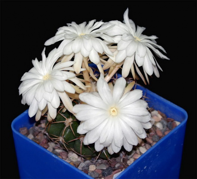 Файл:Discocactus chrystallophilus HU572 Kolesn.jpg