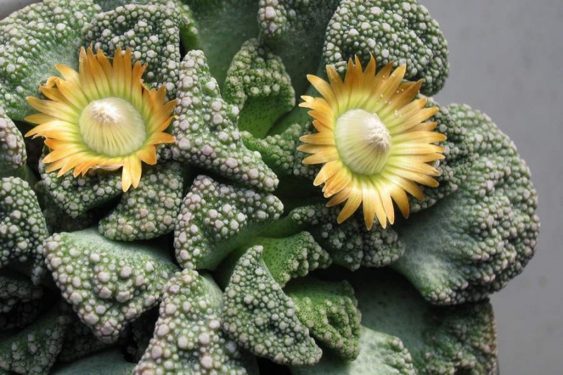 Файл:Titanopsis calcarea Baschuk.jpg