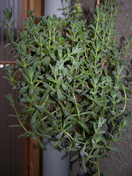Файл:Crassula rogersii.jpg
