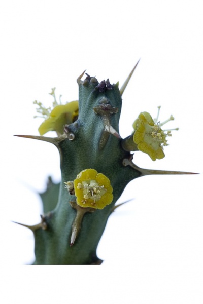 Файл:Euphorbia simularea 1.jpg