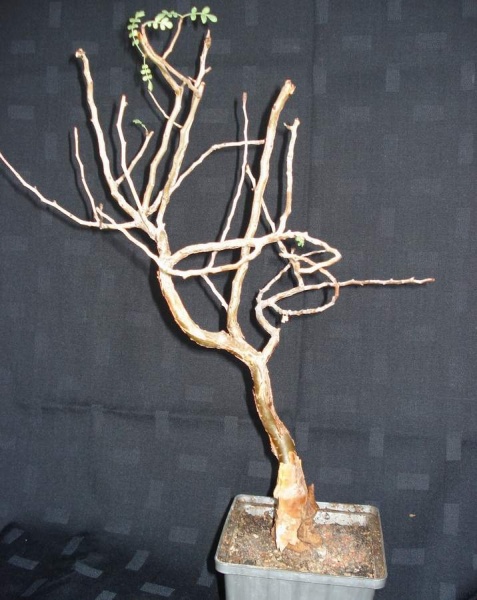 Файл:Pachycormus discolor.JPG