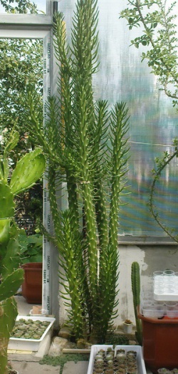 AUSTROCYLINDROPUNTIA subulata