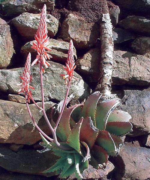Файл:Aloe-doddsiorum-2.jpg