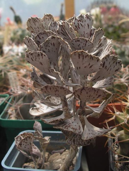 Файл:Kalanchoe rhombopilosa.JPG