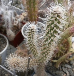 Сylindropuntia sp.